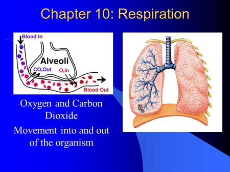 Chapter 10: Respiration Oxygen and Carbon Dioxide Movement into and out of the organism.