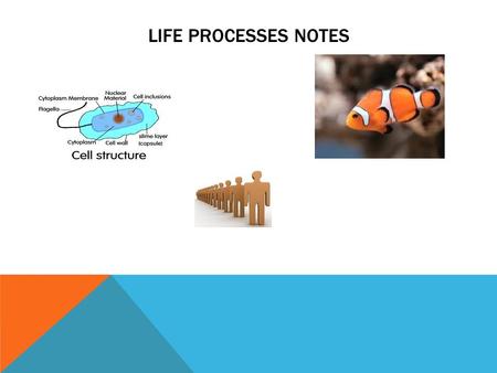 LIFE PROCESSES NOTES. DEFINE THE FOLLOWING TERMS: Biology- the study of life Organism- any living thing Metabolism- all the chemical reactions Homeostasis-
