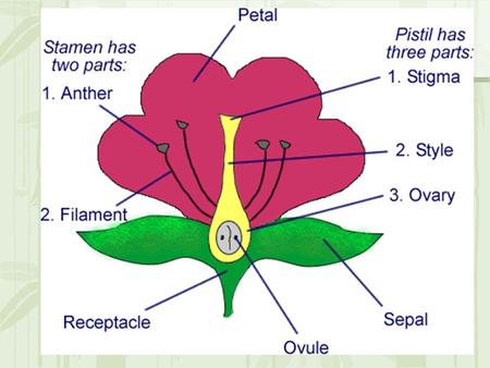 Asexual Reproduction in Plants Produces offspring genetically identical to parent Also known as vegetative reproduction.