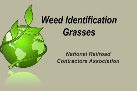 Weed Identification Grasses National Railroad Contractors Association.