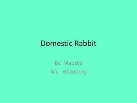 Domestic Rabbit By. Maddie Ms. Weinberg. Domestic Rabbit.