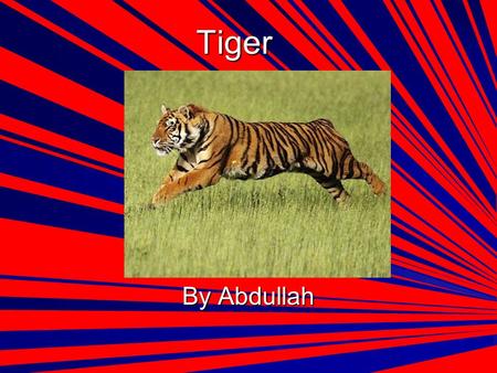 Tiger By Abdullah.