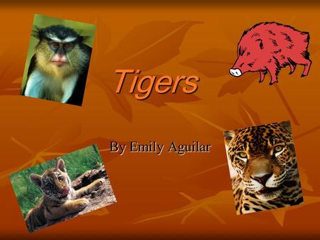 Tigers By Emily Aguilar. Tigers My animal is a tiger.