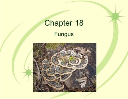 Chapter 18 Fungus.