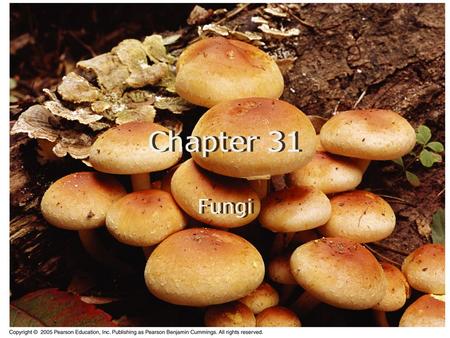Chapter 31 Fungi. Heterotrophic Metabolism Fungi are heterotrophs, but they do not ingest their food. They release exoenzymes that digest their food while.