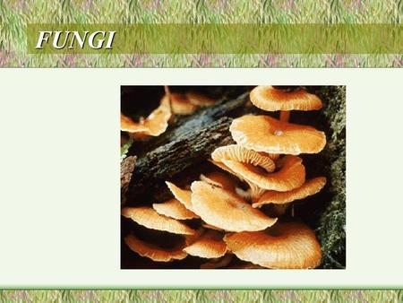 FUNGI. why are mushrooms not plants? Features of fungi eukaryotic, mostly multicellular; terrestrial; have thin filaments called hyphae;