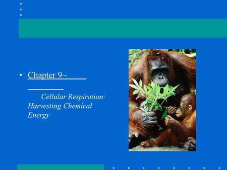 Chapter 9~	 		 	Cellular Respiration:   Harvesting Chemical  Energy