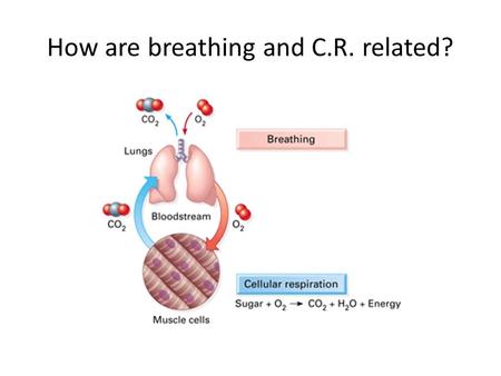 How are breathing and C.R. related?. How is energy created in a controlled manner? Oxygen acts as the final “e - acceptor” WHY? – Oxygen has a – charge.