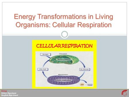 Biology Science Department Deerfield High School Energy Transformations in Living Organisms: Cellular Respiration.