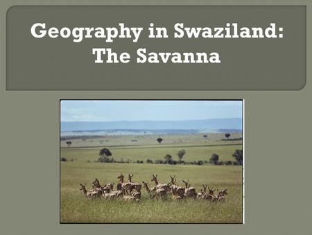 Geography in Swaziland: The Savanna.  Swaziland is covered almost entirely by grasslands, savannah, and mixed shrubs.