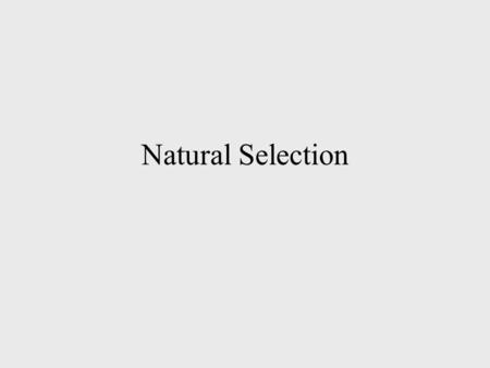 Natural Selection. Darwin vs Lamarck Lamarck - animals pa on acquired traits Darwin - individuals are selected for survival by combinations of traits.