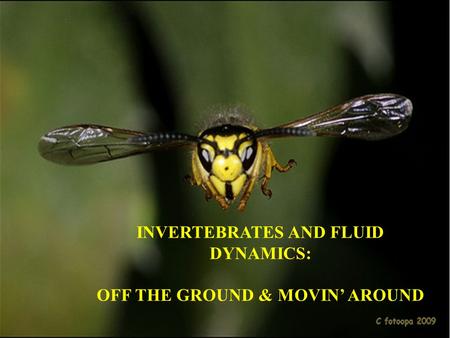 INVERTEBRATES AND FLUID DYNAMICS: OFF THE GROUND & MOVIN’ AROUND.