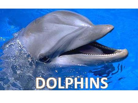Dolphins can be found living in oceans, coastal regions and even some species are found in rivers. Dolphins in Australia are ocean or coastal dwellers.