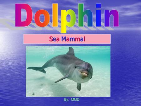 Dolphin Sea Mammal By: MMD.