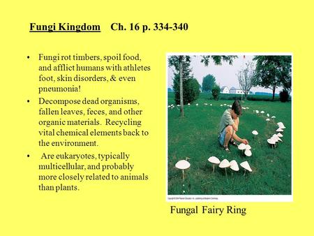 Fungi Kingdom Ch. 16 p. 334-340 Fungi rot timbers, spoil food, and afflict humans with athletes foot, skin disorders, & even pneumonia! Decompose dead.