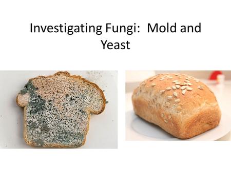 Investigating Fungi: Mold and Yeast