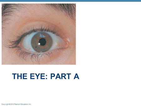 The eye: part a.