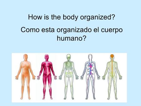 How is the body organized? Como esta organizado el cuerpo humano?