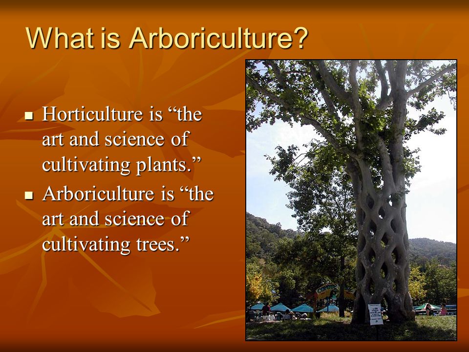 Différence entre arboriculture et horticulture