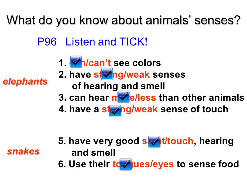 What do you know about animals' senses? - ppt video online download