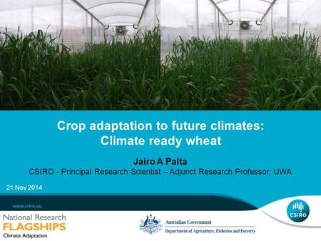 Crop adaptation to future climates: Climate ready wheat Jairo A Palta CSIRO - Principal Research Scientist – Adjunct Research Professor, UWA 21 Nov 2014.