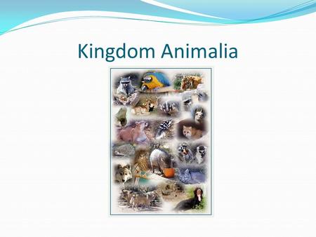 Kingdom Animalia. General Characteristics All species are eukaryotic, heterotrophic, require oxygen to perform cellular respiration and all evolved from.