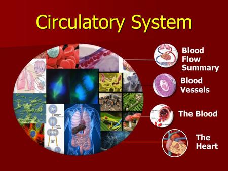 Circulatory System Blood Flow Summary Blood Vessels The Blood