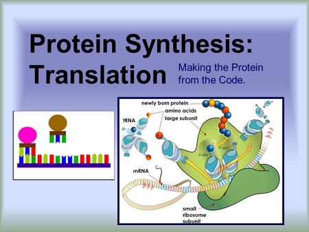 Protein Synthesis: Translation Making the Protein from the Code.