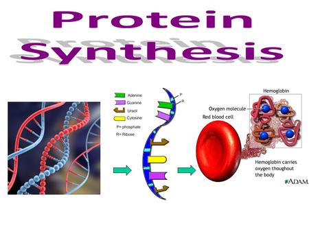 Proteins in the Body DNA is found in almost all living organisms and directs protein synthesis Examples of protein are: Enzymes (ex. lactase) Hormones.