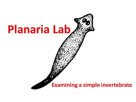 Planaria Lab Examining a simple invertebrate. Classification: Kingdom Animalia Phylum Platyhelminthes (flat worms) – Characteristics of the flatworm phylum: