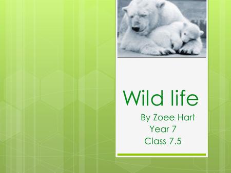 Wild life By Zoee Hart Year 7 Class 7.5. Contents Polar Bears What’s really happening? Animation Pictures Quiz Solutions Ending.