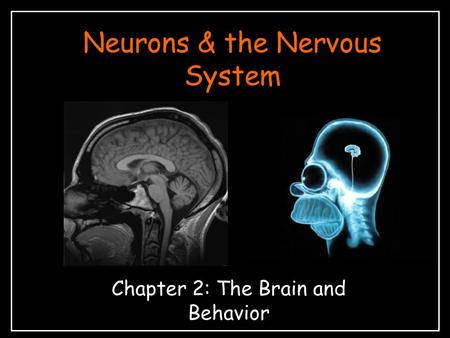 Neurons & the Nervous System Chapter 2: The Brain and Behavior.