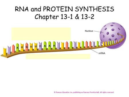 RNA and PROTEIN SYNTHESIS Chapter 13-1 & 13-2