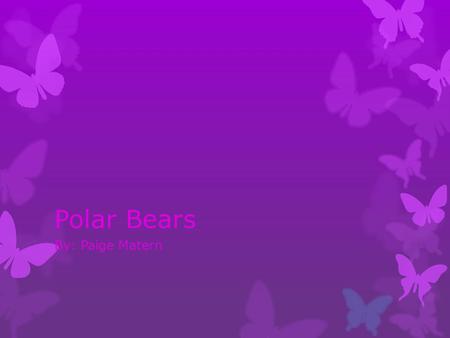 Polar Bears By: Paige Matern. Pictures Size & Weight HHead and body 7.25 to 8ft (2.2 to 2.5m) TTail 3 to 5 in (7.5 to 12.5 cm)