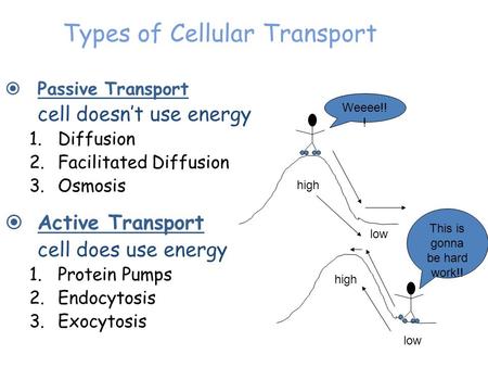 Types of Cellular Transport  Passive Transport cell doesn’t use energy 1.Diffusion 2.Facilitated Diffusion 3.Osmosis  Active Transport cell does use.