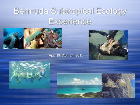 Bermuda Subtropical Ecology Experience Apr. 19- Apr. 24, 2015.