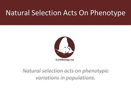 Natural Selection Acts On Phenotype
