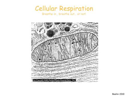 Cellular Respiration Breathe in… breathe out… or not! Boehm 2010.