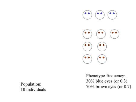 Population: 10 individuals Phenotype frequency: 30% blue eyes (or 0.3) 70% brown eyes (or 0.7)