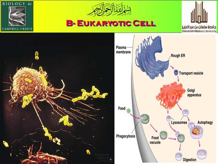 B- Eukaryotic Cell. Fig. 7.11, Page 119 3)- The endoplasmic reticulum (ER) manufacturers membranes and performs many other biosynthetic functions The.