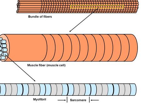 Bundle of fibers Muscle fiber (muscle cell) Myofibril Sarcomere.