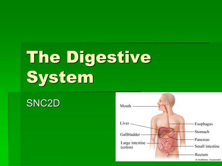 The Digestive System SNC2D. The Digestive Tract The digestive system consists of the digestive tract, a series of hollow organs which may be thought of.