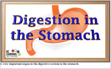 A very important organ in the digestive system is the stomach.