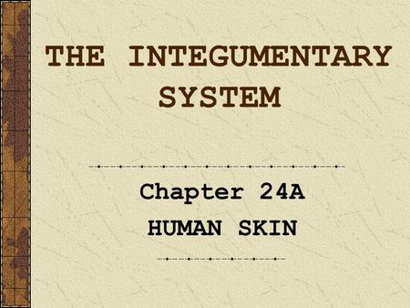THE INTEGUMENTARY SYSTEM Chapter 24A HUMAN SKIN. Skin Stats … Approx 1.9 square meters (about 18 sq. feet) of skin cover the body Average thickness is.