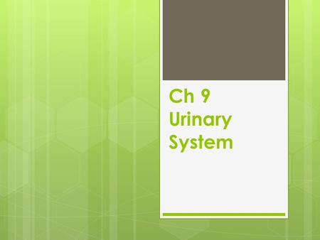 Ch 9 Urinary System. Terms  Kidneys- nephr/o- Filters the blood to remove waste products, maintain electrolytes, and remove excess water to maintain.