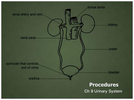 Procedures Ch 9 Urinary System.