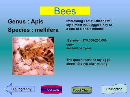 Bees Genus : Apis Species : mellifera Food Chain Bibliography Interesting Facts: Queens will lay almost 2000 eggs a day at a rate of 5 or 6 a minute. Between.