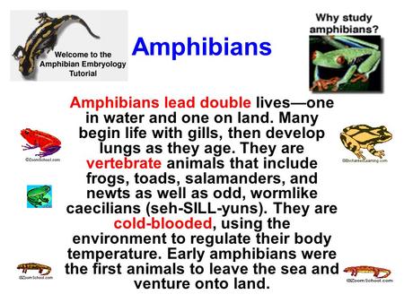 Amphibians Amphibians lead double lives—one in water and one on land. Many begin life with gills, then develop lungs as they age. They are vertebrate animals.