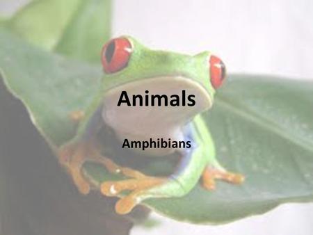 Amphibians Animals. Amphibians Amphibian: a vertebrate that lives in water as a larva and on land as an adult, breathes with lungs as an adult, has moist.