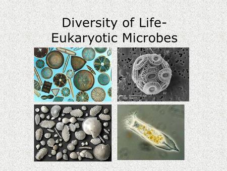 Diversity of Life- Eukaryotic Microbes. Diversity of Life Kingdom.